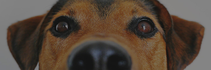 The Persuasive Power of Pets: New Insights for Influencer Strategy